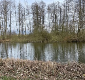 Promenade au bord de l’eau à Proyart - Proyart - 4