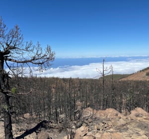 Jardin botanique El Portillo - Las Cañadas del Teide - 3