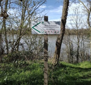 Sortie à la pointe de Courpain - Saint-Pryvé-Saint-Mesmin - 2