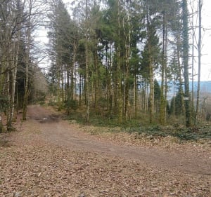 Vue sur la vallée de la Moselle - Ramonchamp - 2