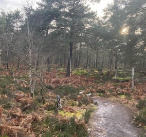 Balade sympathique aux Gorges et Platières d'Apremont - Fontainebleau - 5