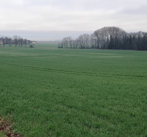 Forêt de Maurepas et bassin de la Courance - Maurepas - 2