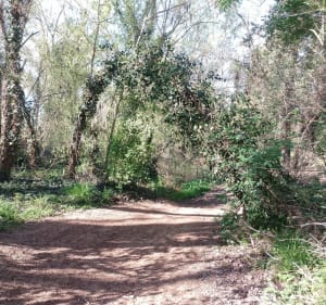 Promenade autour des étangs de la Malhaute - Thézan-lès-Béziers - 2