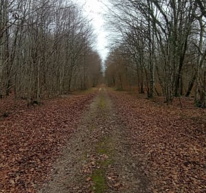 Forêt nationale du Châtillonnais - Mauvilly - 2