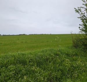 Petit tour par la Mothe Orson - Moutiers-sur-le-Lay - 2