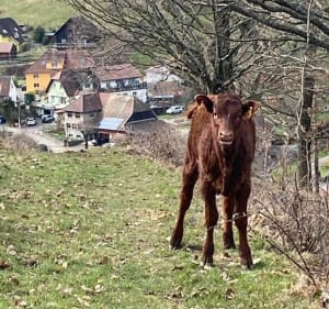Sentier des poètes à Mitzach - Mitzach - 2