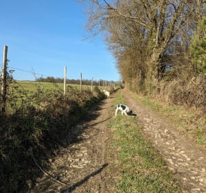 Chemin de Caux la Mazière à Royères - Le Châtenet-en-Dognon - 4