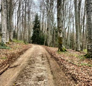Entre Evosges et Hauteville - BERTRAND - 2