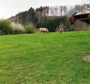 Entre Evosges et Hauteville - Évosges - 2