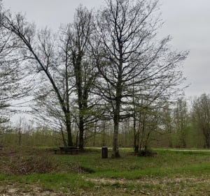 Chêne Paris Saïgon, et forêt de Valtiermont - Juvigny-en-Perthois - 2