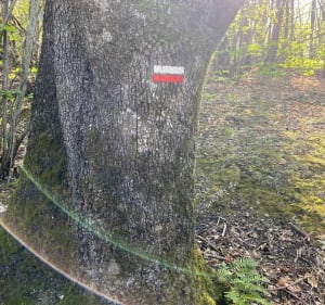 De Poujol-sur-Orbau au Col des Aires et Roquebou - Magali - 3