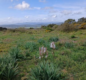 Boucle Montarnéenne entre bois et garrigues - Valérie - 3
