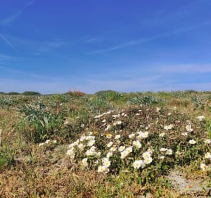 Balade océan dans le sud des Landes - Xavier - 3