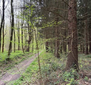 Balade en forêt depuis La Neuville-d'Aumont - La Drenne - 2