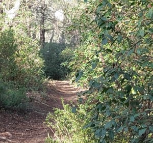 Balade en foret de Cabries - Cabriès - 2