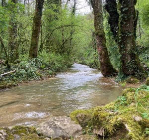 Balanod - l’Aubepin - Saint-Amour - 2