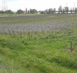 Bourg sur Gironde par le Ligat - Bourg - 2