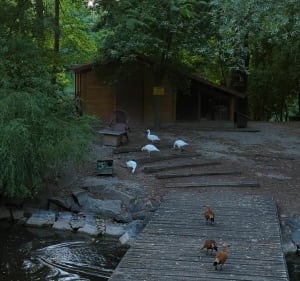 Entre ballastière et étangs à Bischheim - Souffelweyersheim - 2