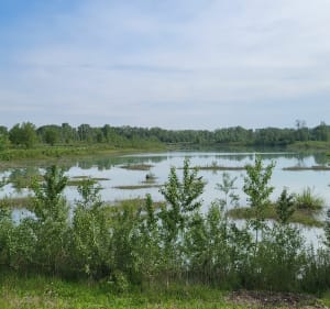 Lacs d'Emprunt et de la Forestière par la lône de Grella - Meyzieu - 2