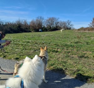 Balade canine entre vignes et oliveraies. - Ners - 2