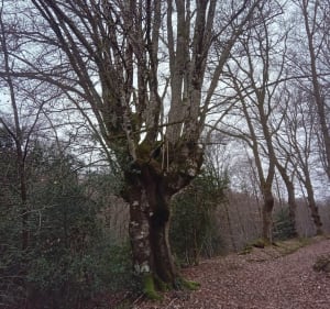 Saint-Jouvent, sentier de Neuplanchas - Saint-Jouvent - 2