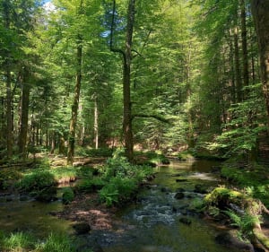 Le sentier Bertramont, féerie forestière,  Vôge-Les-Bains - La Vôge-les-Bains - 2