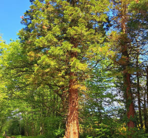 Notre belle forêt de Bercé et ses atouts - Carole - 4