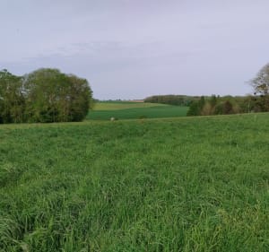 Courpalay et sa randonnée des 3 lavoirs - Courpalay - 2