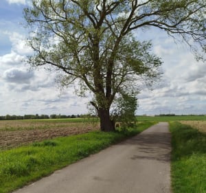 Balade en vélo à Phalempin - Faches-Thumesnil - 2