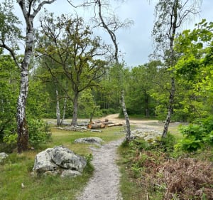 Entre rochers et nature à la Canche aux Merciers - Noisy-sur-École - 2
