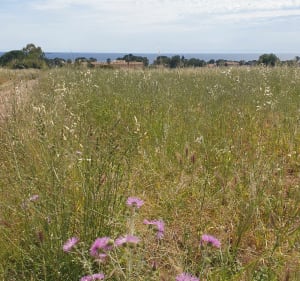 Petit tour de Carqueiranne - DELPHINE - 3