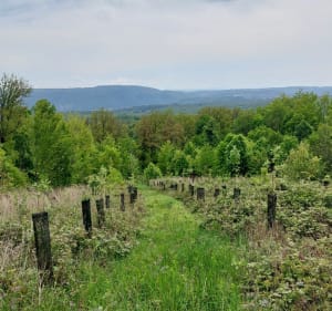 Deux crêtes autour de Châtillon le Duc - Châtillon-le-Duc - 2