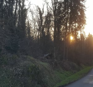Forêt du Mesnil / La Croix de la Mission / Le Tronchet - Le Tronchet - 2