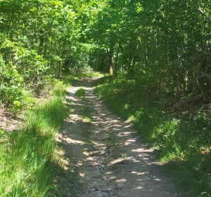 Balade dans la forêt de Mervent - Pissotte - 2