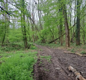Balade entre champ et forêt depuis Velannes - Épône - 3