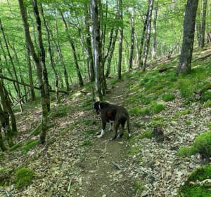 Les Tarteaux / Château Rocher / St-Rémy-de-Blot et la Sioule - Patrick - 5