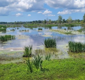 Boucle de Cissac au marais de Vertheuil - Cissac-Médoc - 2
