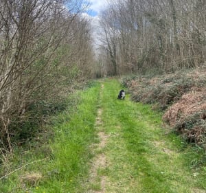 La Frédière à travers les bois - Morgane - 3
