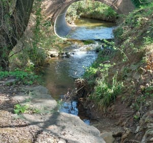 Forêt dominicale de la colle du Rouet - Le Muy - 2