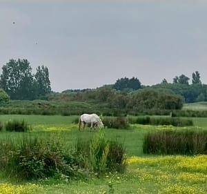 Balade vers des plages de l'océan puis marais et forêt de Dolus-d'Oléron - Beatrice - 4