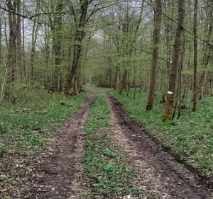 Sentier des Romains à la réserve du Courlis - Gerstheim - 2