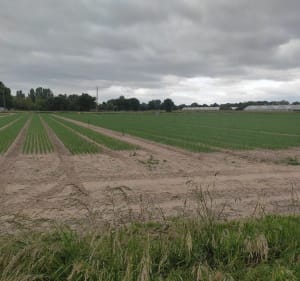 Les maraichers des bords de Loire à Varennes - Gilbert - 2
