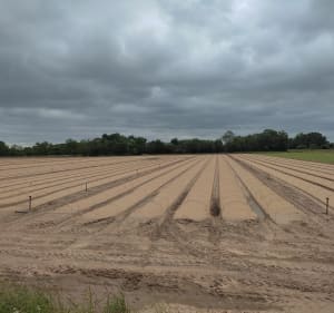 Les maraichers des bords de Loire à Varennes - Chouzé-sur-Loire - 2