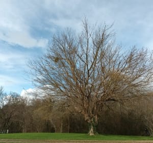 Balade en forêt au départ du kiosque de Caudrot - Caudrot - 2