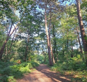 Boucle bois de Cotor - Pessac - 2