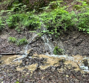 Boucle en Forêt de la Londe - Saint-Ouen-de-Thouberville - 2