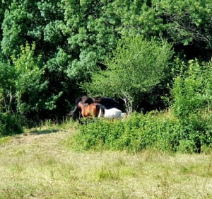 Balade ombragée en bord de Loire, en compagnie des oiseaux - ARMELLE - 3