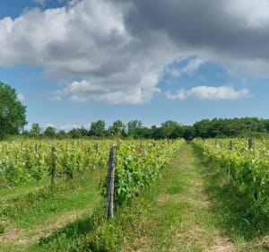Plages du Treuil et de Vertbois puis forêt - Dolus-d'Oléron - 2