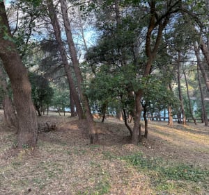 Les sous-bois de Gardanne - Simiane-Collongue - 2