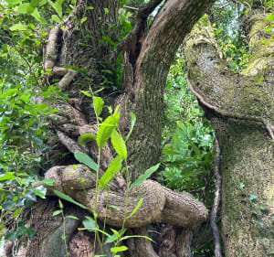 En suivant le ruisseau de La Vraie Croix - La Vraie-Croix - 5